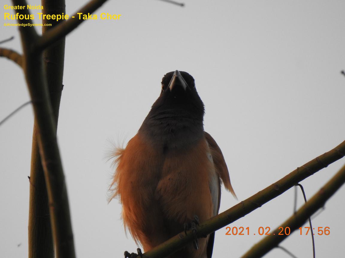 Rufous Treepie (79) Coming Soon